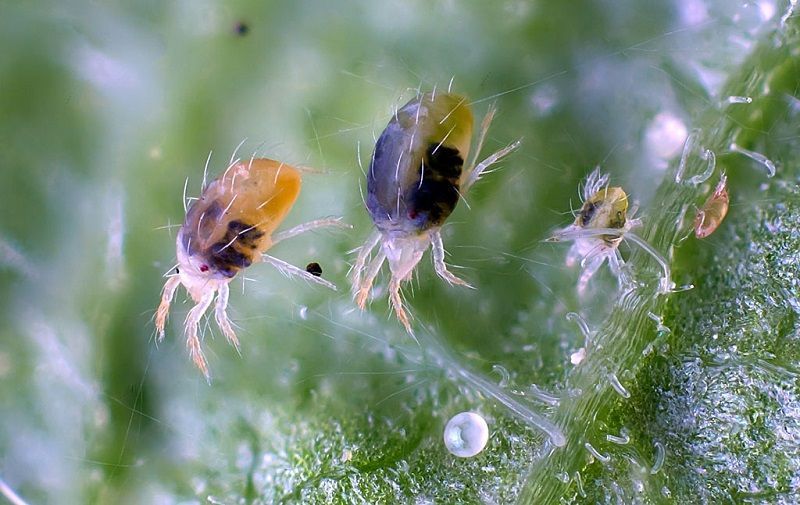 Combatir la araña roja en plantas