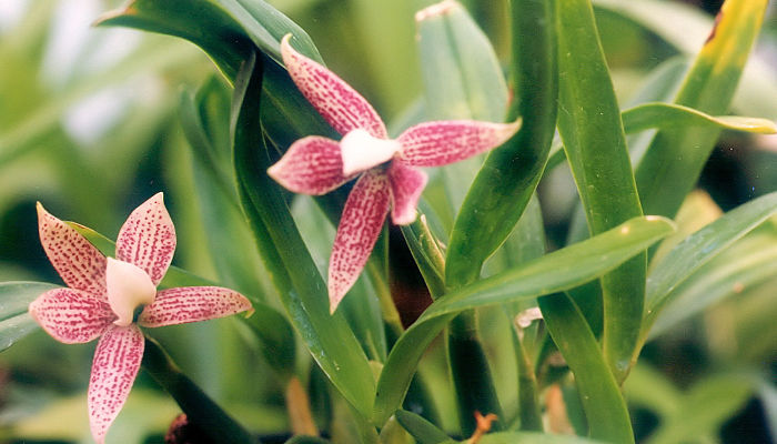 Encyclia. Origen, descripción, Cultivo, Cuidados, Propiedades.