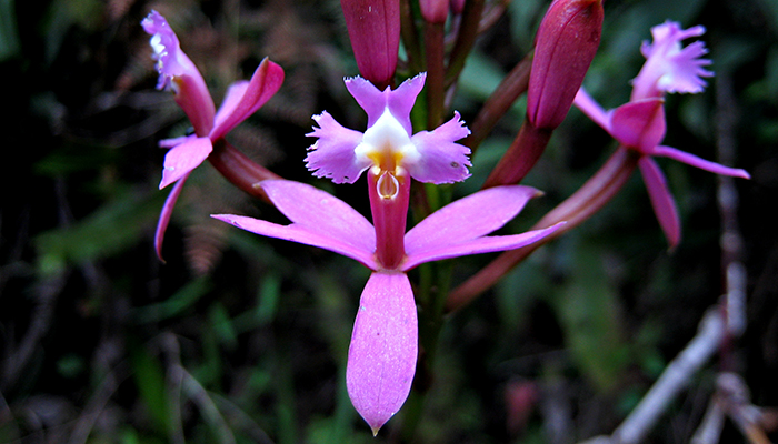 Epidendrum. Descripción, Botánica, Características, Consejos Y Cuidados