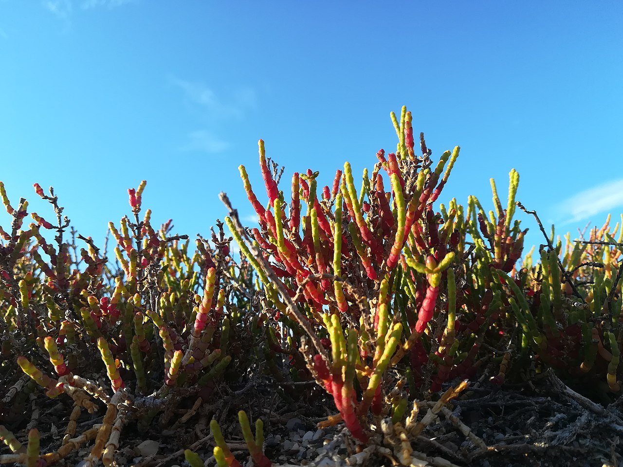 Familia Amaranthaceae