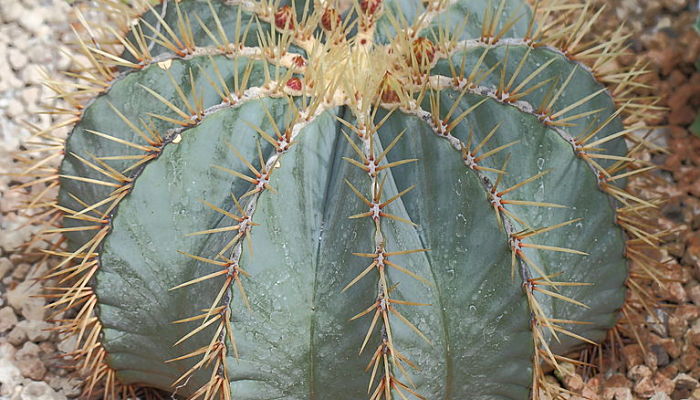 Ferocactus Glaucescens. Origen, Descripción, Cultivo, Cuidados, Propiedades.