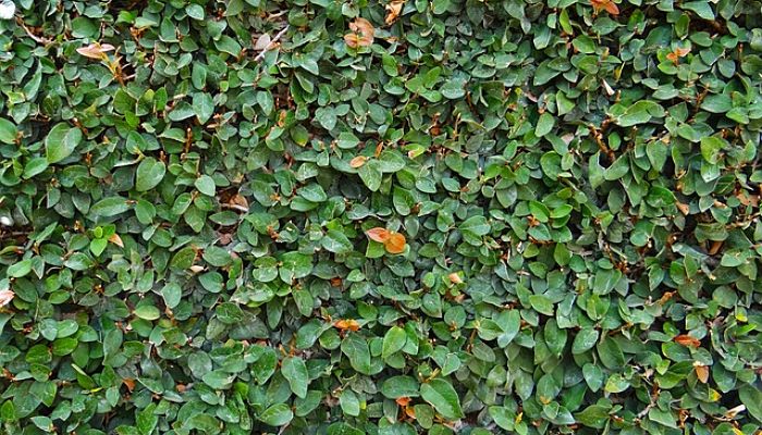 Ficus Tapizante. Origen, Descripción, Cultivo, Cuidados, Propiedades