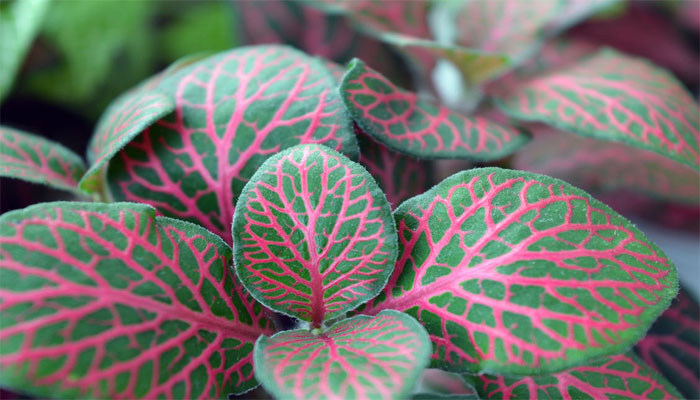 Fittonia. Origen, Descripción, Variedades, Cultivo, Cuidados, Usos