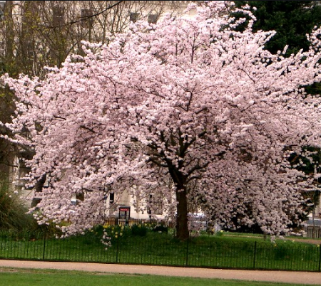 Flor del Cerezo