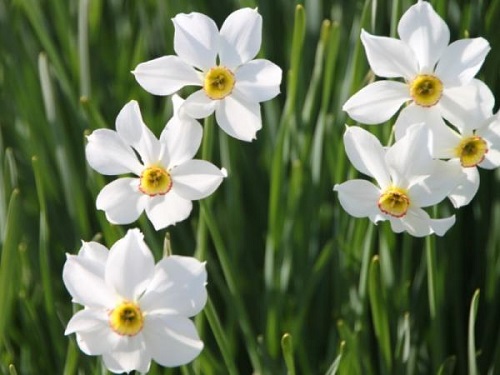 Flores blancas: fotos, tipos, significado, características, imágenes