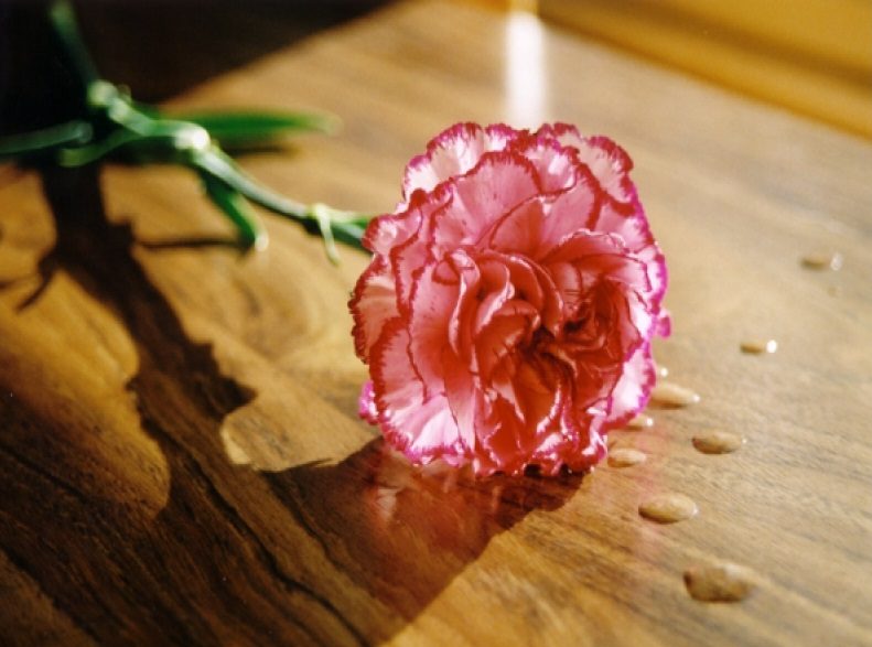 Flores Bonitas: Selección de las flores más bellas y hermosas