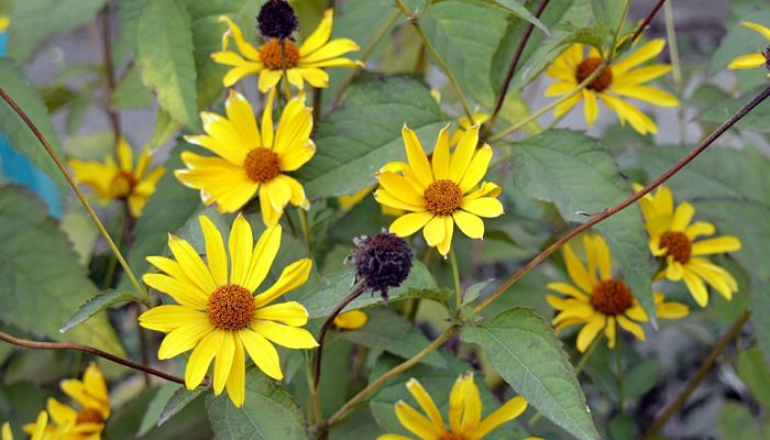 Flores De Aguaturma. Origen, Descripción, Cultivo, Cuidados, Propiedades