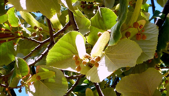 Flores De Tilo Plateado. Origen, Descripción, Cultivo, Cuidados, Propiedades