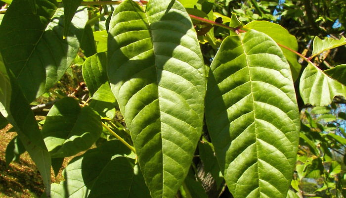 Fraxinus Americana. Origen, Descripción, Cultivo, Cuidados, Propiedades