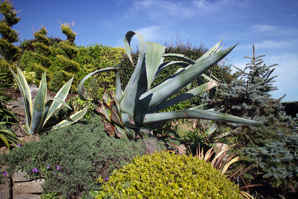 Género Agave