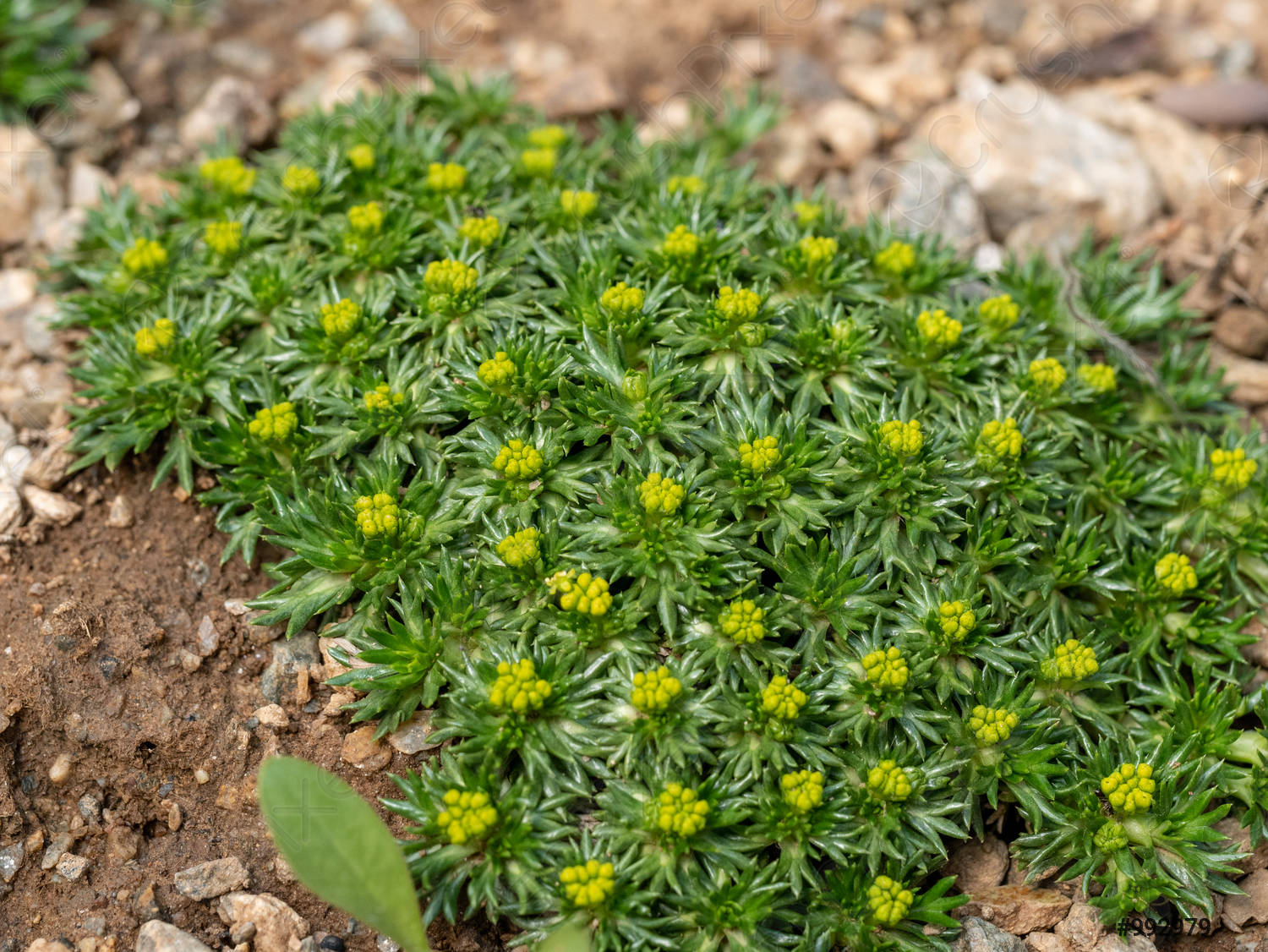 Género Azorella