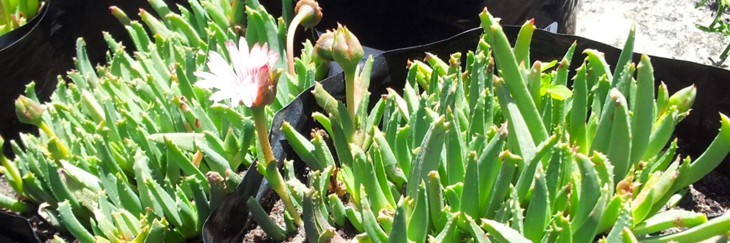 Género Carpobrotus