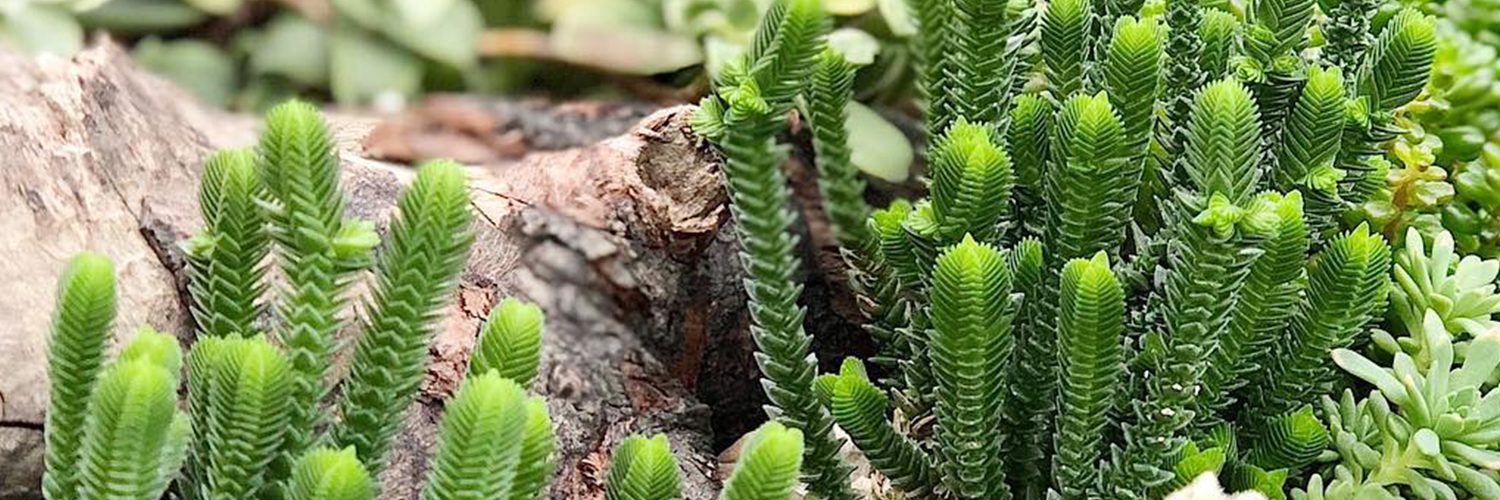 Género Crassula