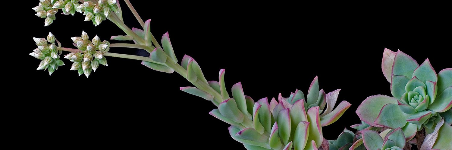 Género Echeveria