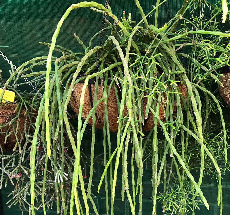 Género Rhipsalis