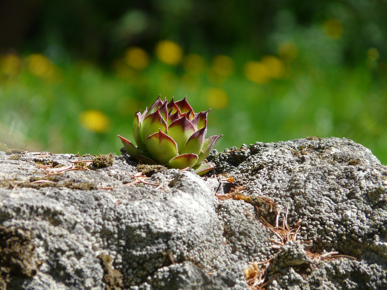 Género Sempervivum