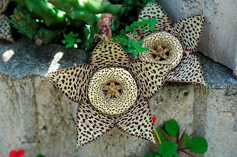 Género Stapelia