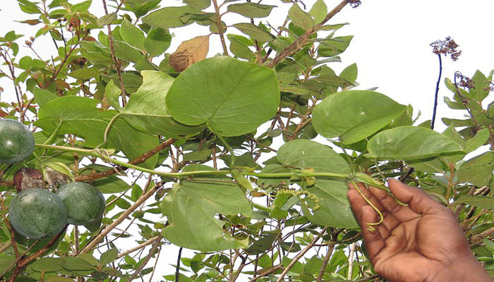 Granadilla (Passiflora ligularis). Origen, Variedades, Cultivo, Cuidados Y Usos