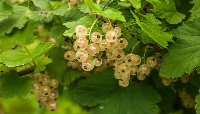 Grosella Blanca. Origen, Descripción, Variedades, Cultivo, Cuidados Y Usos