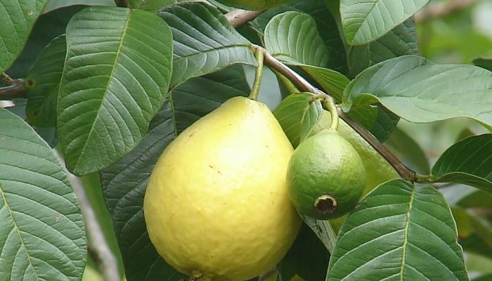 Guayabos De Brasil. Origen, Descripción, Cultivo, Cuidados, Propiedades