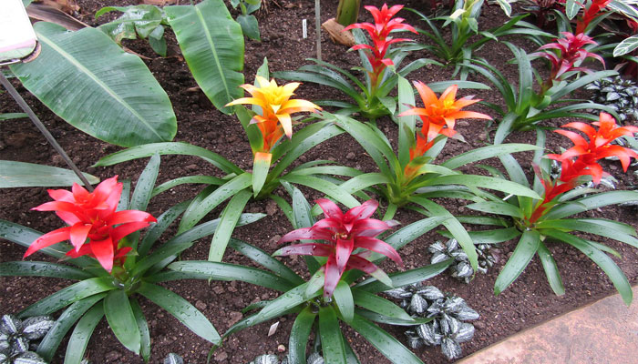 Guzmania. Origen, Descripción, Variedades, Cultivo, Cuidados Y Usos