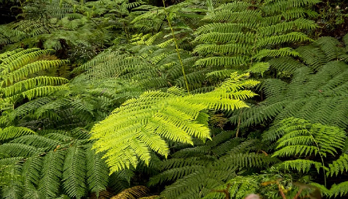 Helecho australiano. Origen, Descripción, Cultivo, Cuidados, Propiedades.