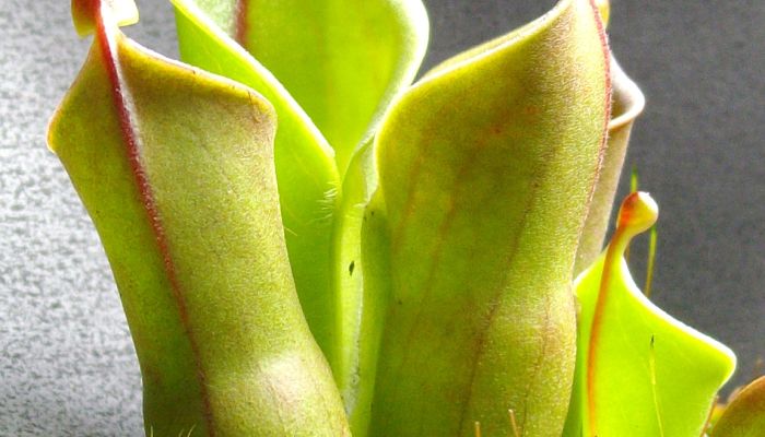 Heliamphora. Origen, Descripción, Cultivo, Cuidados, Propiedades.