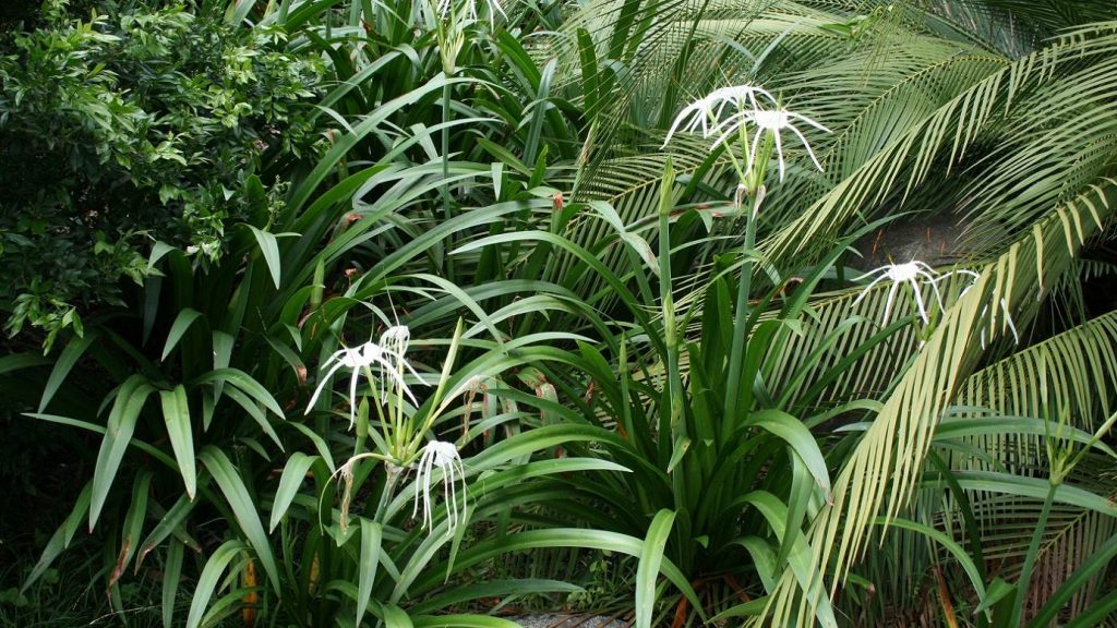 Hymenocallis littoralis o Lirio araña