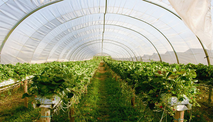 Invernadero Para Plantas: Tipos, Donde Colocar, Accesorios, Qué Cultivar Y Más