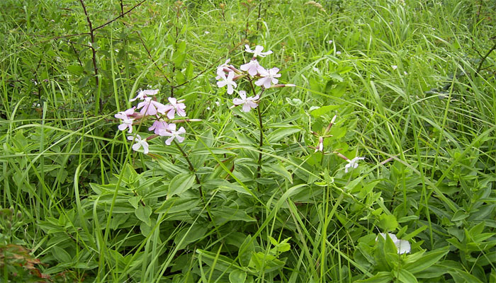 Jabón Potásico Para Plantas O Jabón Insecticida. Composición, Usos y Más