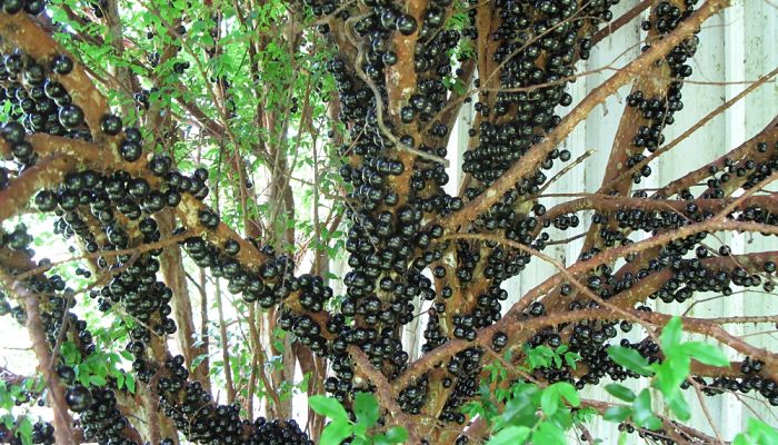 Jaboticaba (Plinia cauliflora). Origen, Descripción, Cuidados y Usos