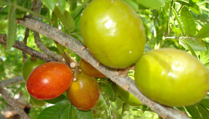 Jocote (Spondias purpurea). Origen, Características, Variedades, Cultivo, Cuidados Y Usos