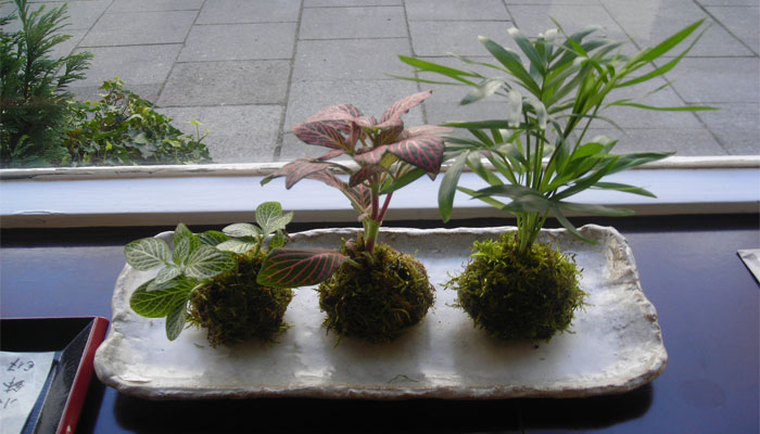 Kokedamas: Cómo elegir, Cuidados y Cómo Hacer un Kokedama En Casa