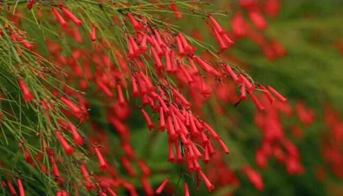 Lágrimas De Amor (Russelia Equisetiformis) Origen, Descripción, Hábitat, Cuidados Y Usos