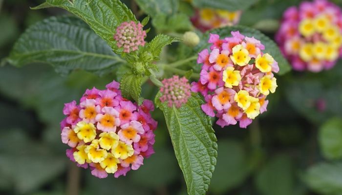 Lantana. Origen, Descripción, Cultivo, Cuidados, Propiedades