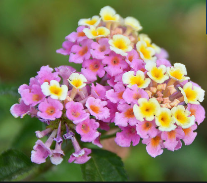 Lantanas