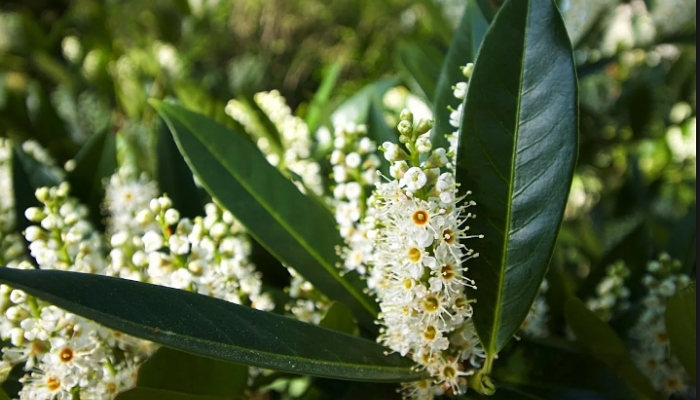 Laurel Cerezo: Origen, Descripción, Cómo Se Cultiva Y Cuidados