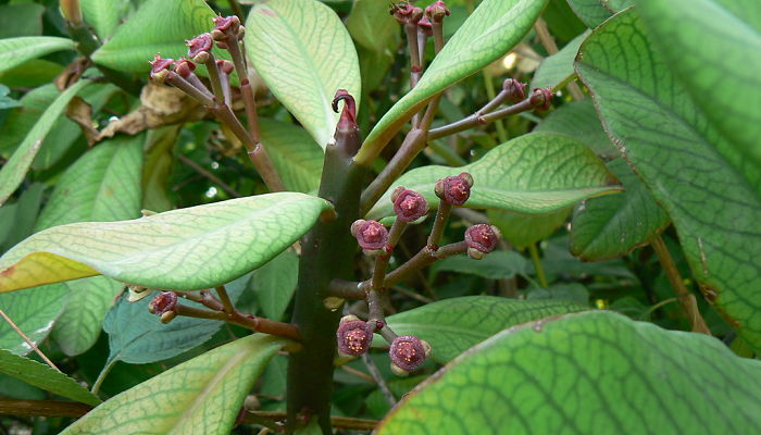 Lechero Africano. Origen, Descripción, Cultivo, Cuidados, Propiedades