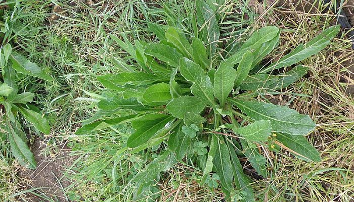 Lechuga Silvestre. Propiedades Y Beneficios Para La Salud