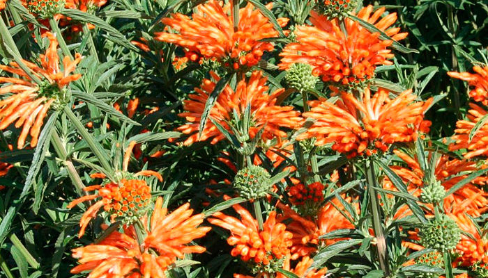 Leonotis Nepetifolia. Origen, Descripción, Cultivo, Cuidados, Propiedades