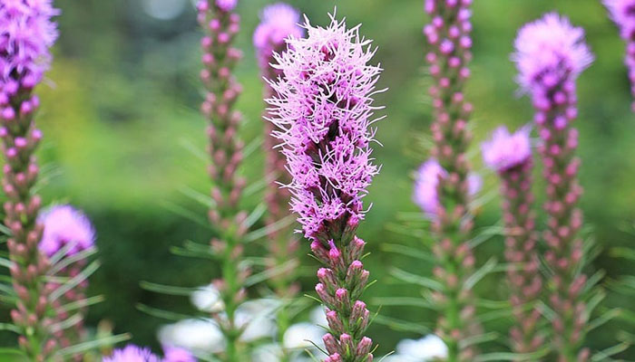 Liatris. Origen, Variedades, Cultivo, Propiedades Y Beneficios