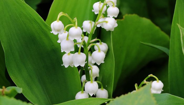 Lirios de los valles. Origen, Descripción, Cultivo, Cuidados, Propiedades