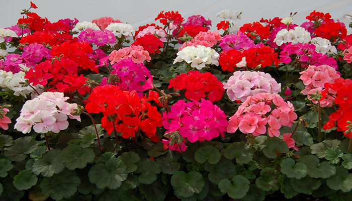 Malvones (Pelargonium × hortorum). Origen, Descripción, Variedades, Cultivo, Cuidados Y Usos