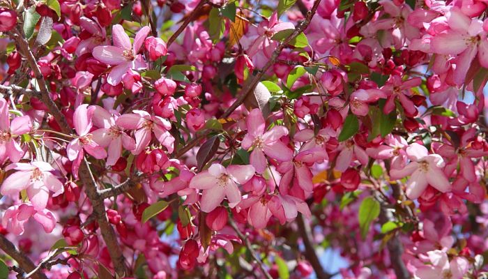 Manzanos Chinos, Origen, Descripción, Cultivo, Cuidados, Propiedades