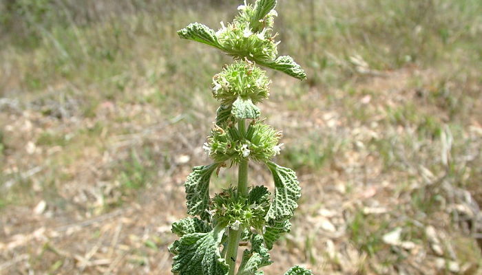 Marrubio Blanco. Origen, Descripción, Cultivo, Cuidados, Propiedades.