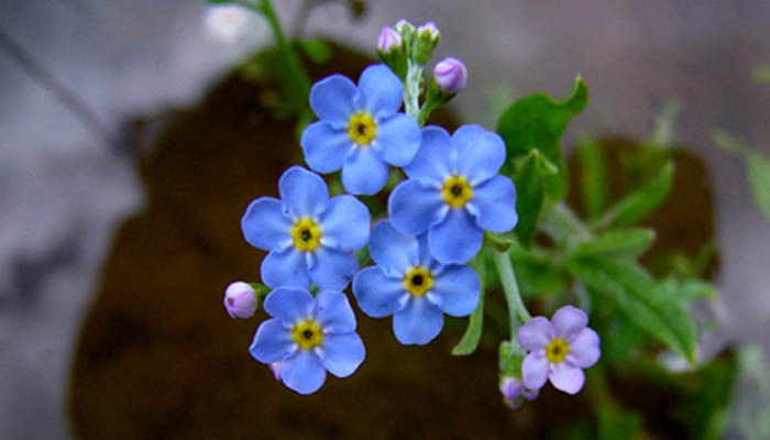 Myosotis. Origen, Descripción, Variedades, Cultivo, Cuidados Y Usos