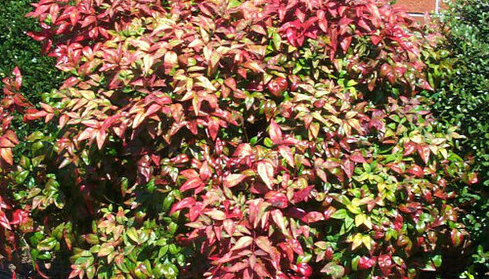 Nandina. Origen, Descripción, Cultivo, Cuidados, Propiedades