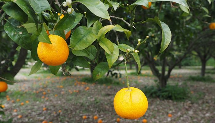 Naranjo Agrio. Origen, Descripción, Cultivo, Cuidados, Propiedades