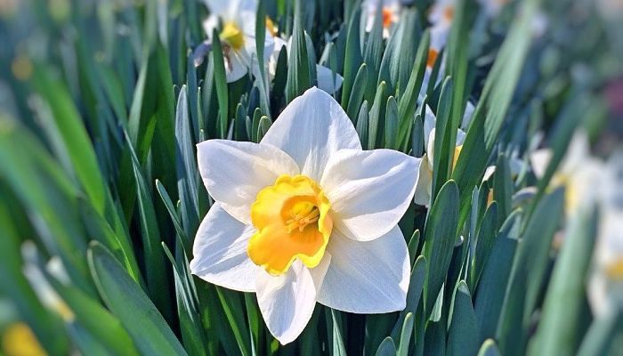 Narciso De Papel Blanco. Origen, Descripción, Cultivo, Cuidados, Propiedades