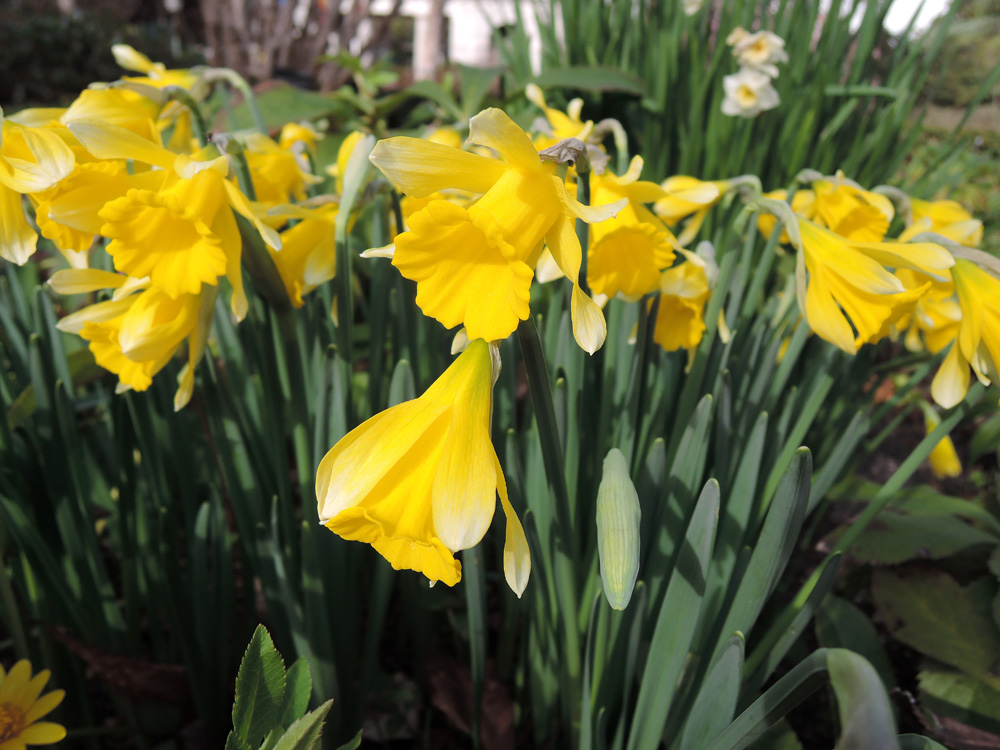 Narcissus pseudonarcissus